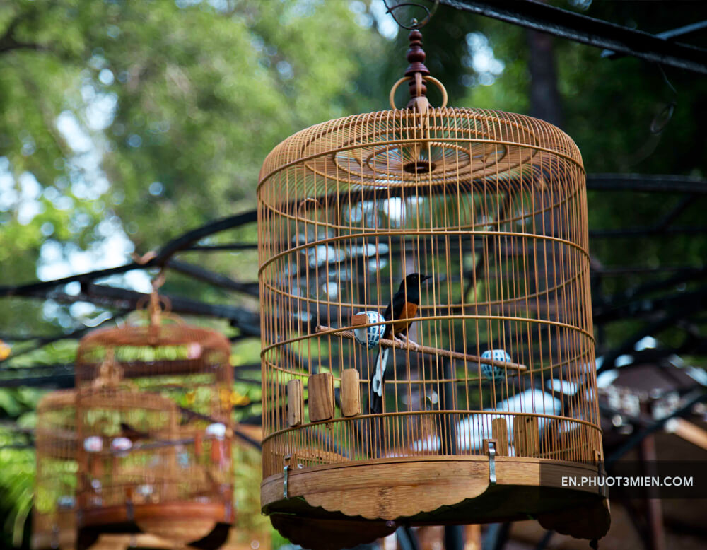 The Bird Park – Tao Dan Park