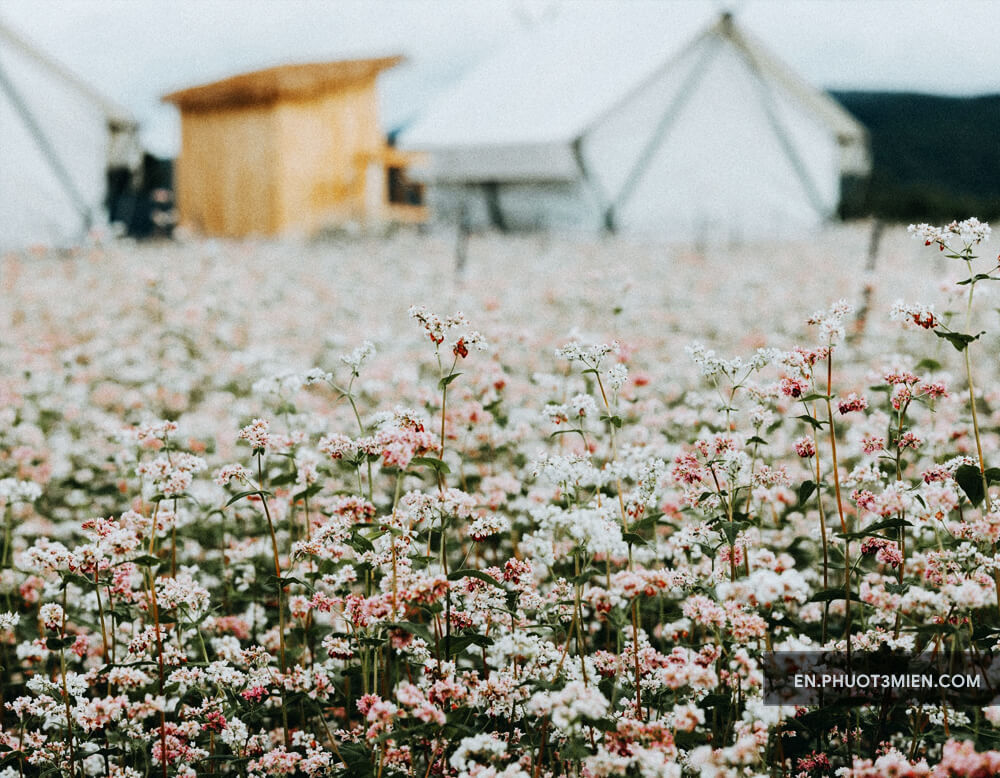 Buckwheat Flowers – Tam giac mach