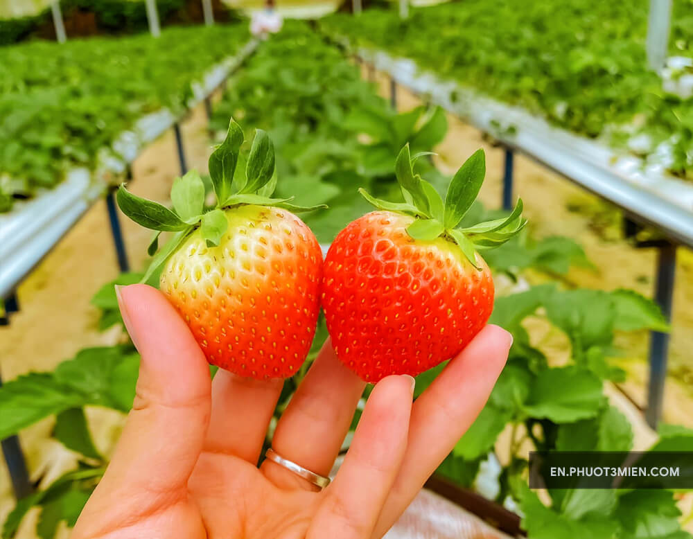 Japanese Strawberry Garden