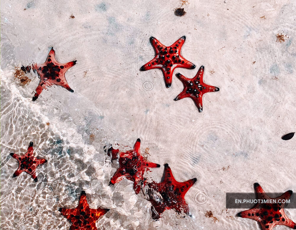 In The Spotlight: Starfish Beach