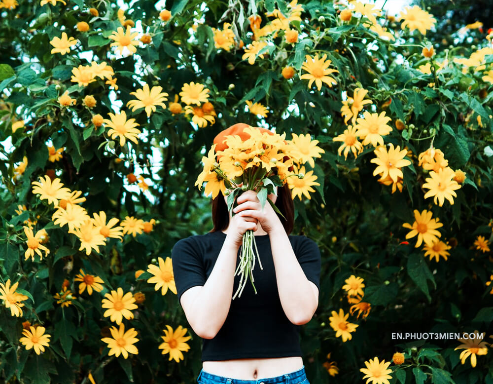 Wild sunflower – Hoa da quy