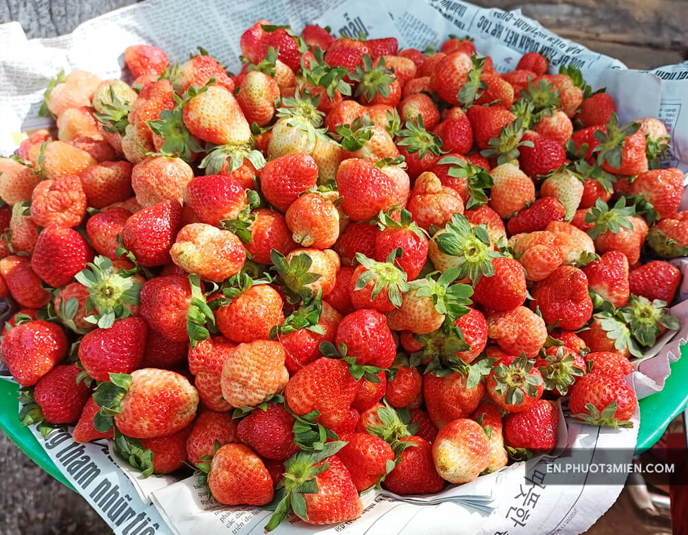 strawberry Farm da lat
